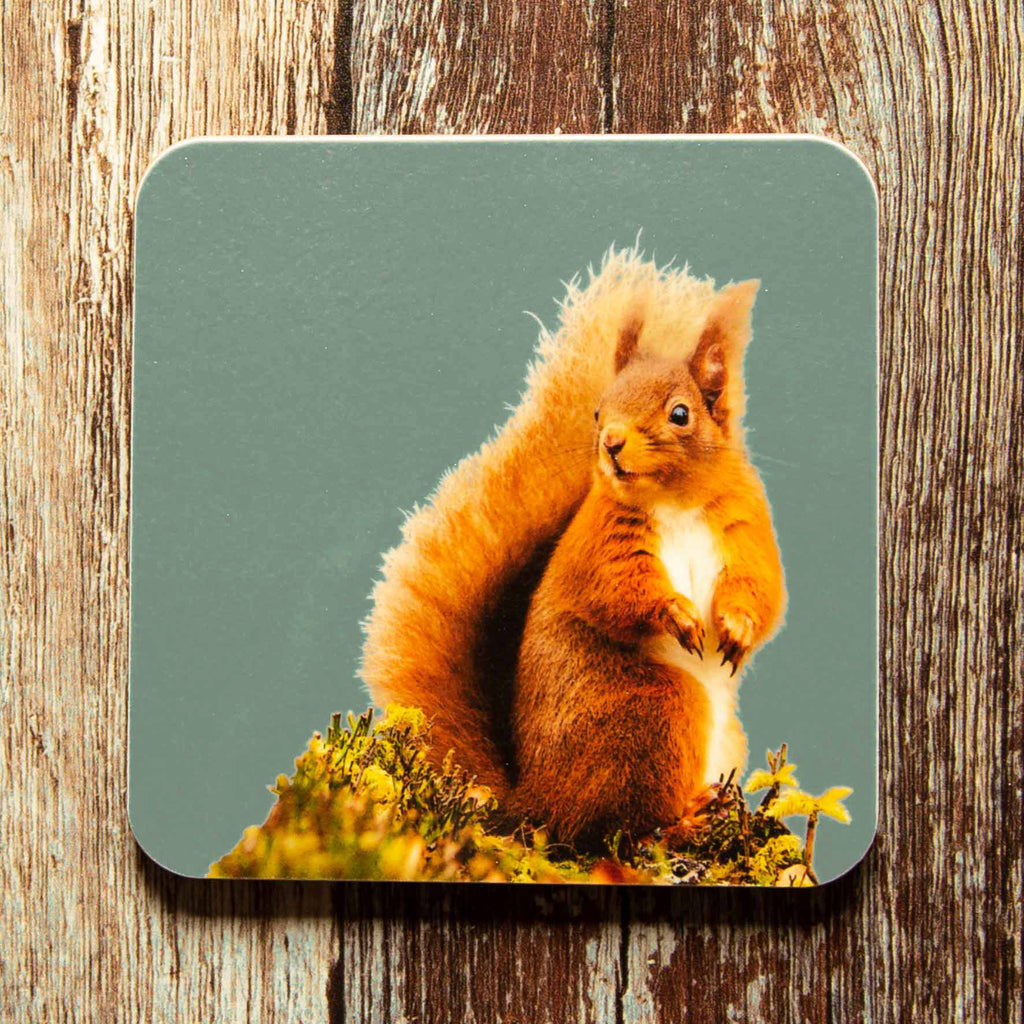 Red Squirrel Coaster - Blue Grey