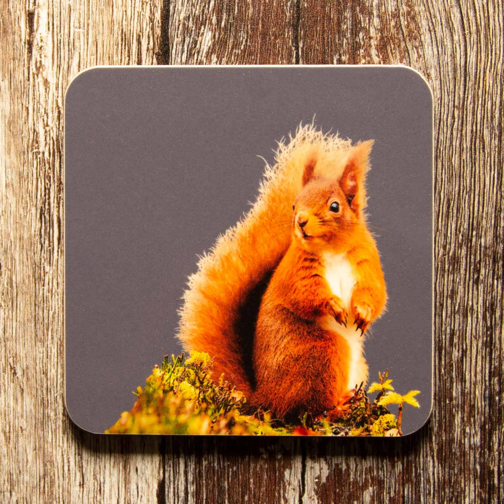 Red Squirrel Coaster - Charcoal
