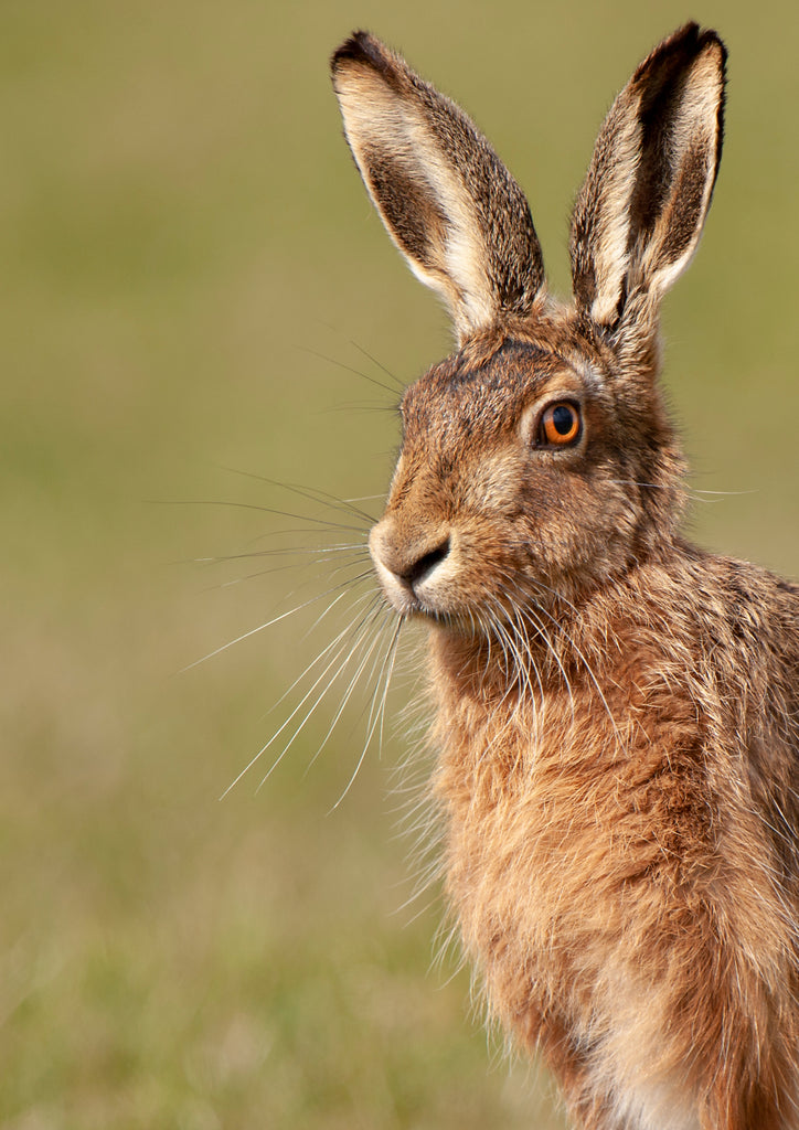 Hare Portrait - Colour - Wildlife Photography - Print