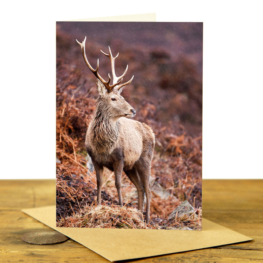Highland Stag Card - Stag in the Rain