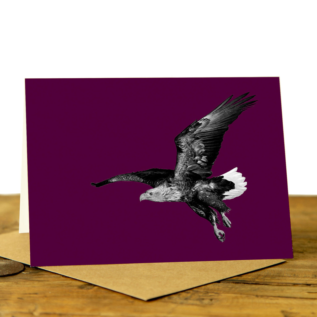 White Tailed Sea Eagle - Greeting Card - Claret