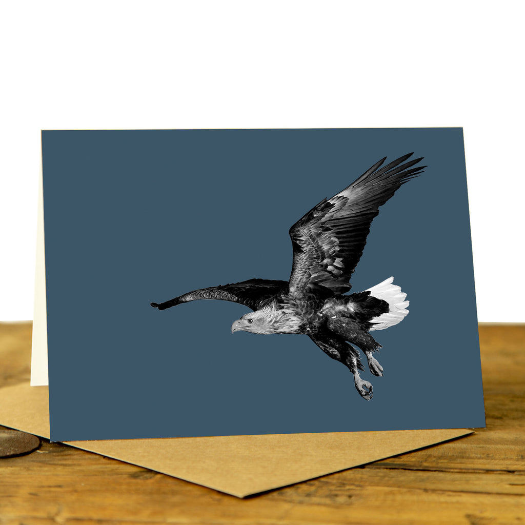 White Tailed Sea Eagle - Greeting Card - Indigo