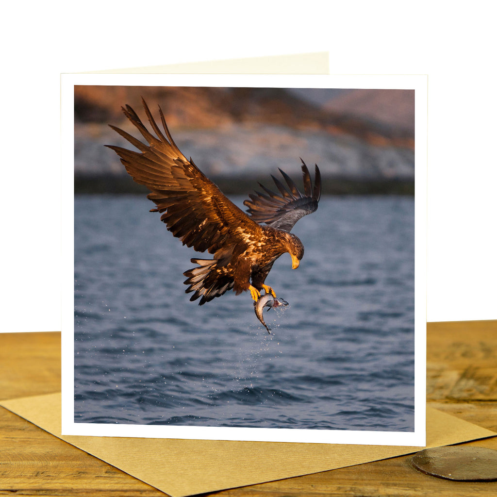 White Tailed Sea Eagle Card - Sea Eagle at Sunset