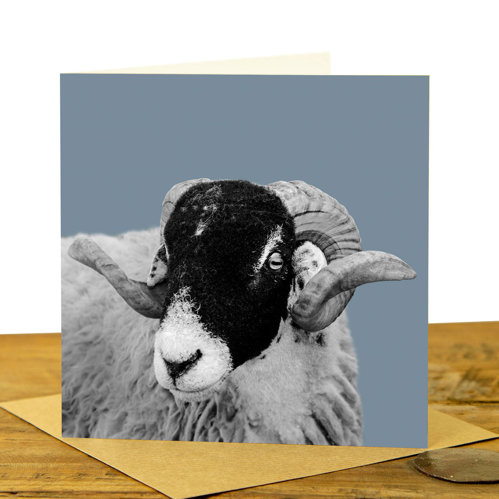 Swaledale Sheep Card - Pale Blue