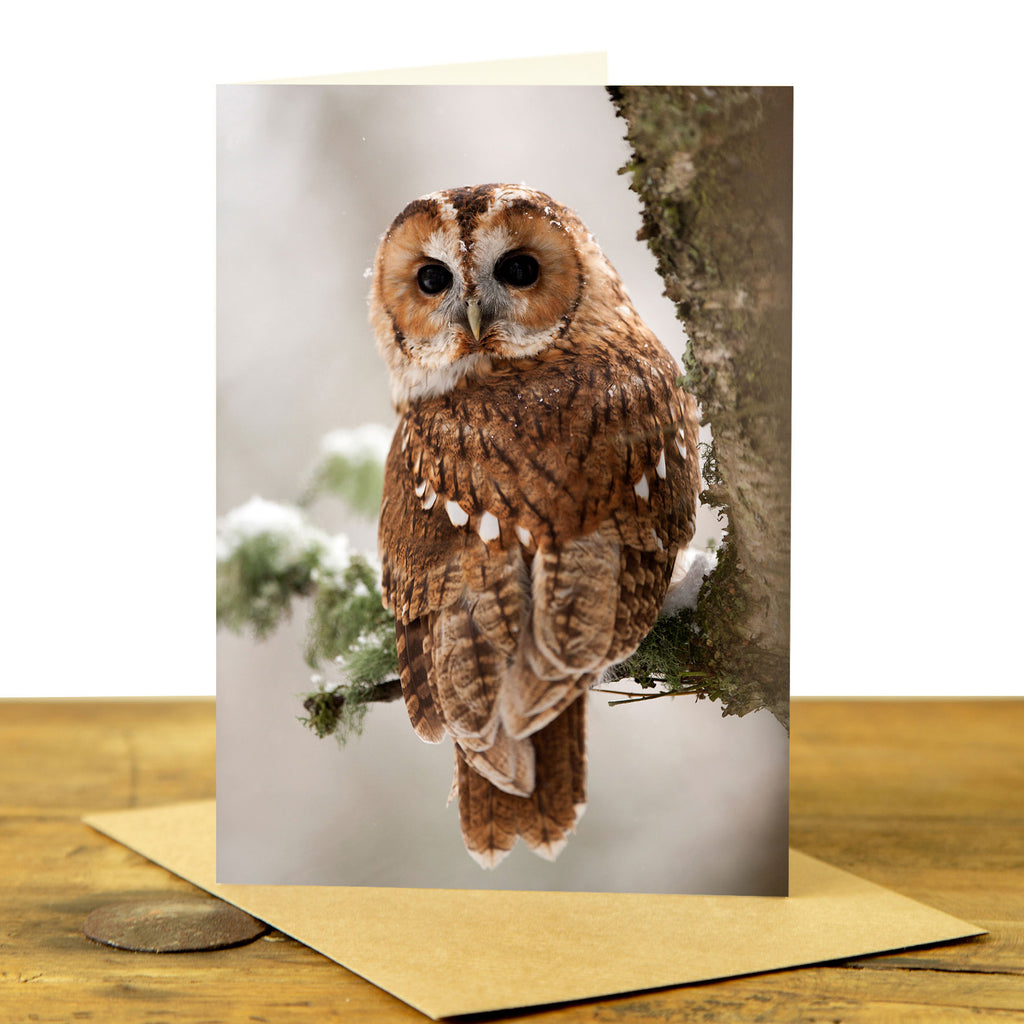 Tawny Owl Card - Tawny Owl Looking Back