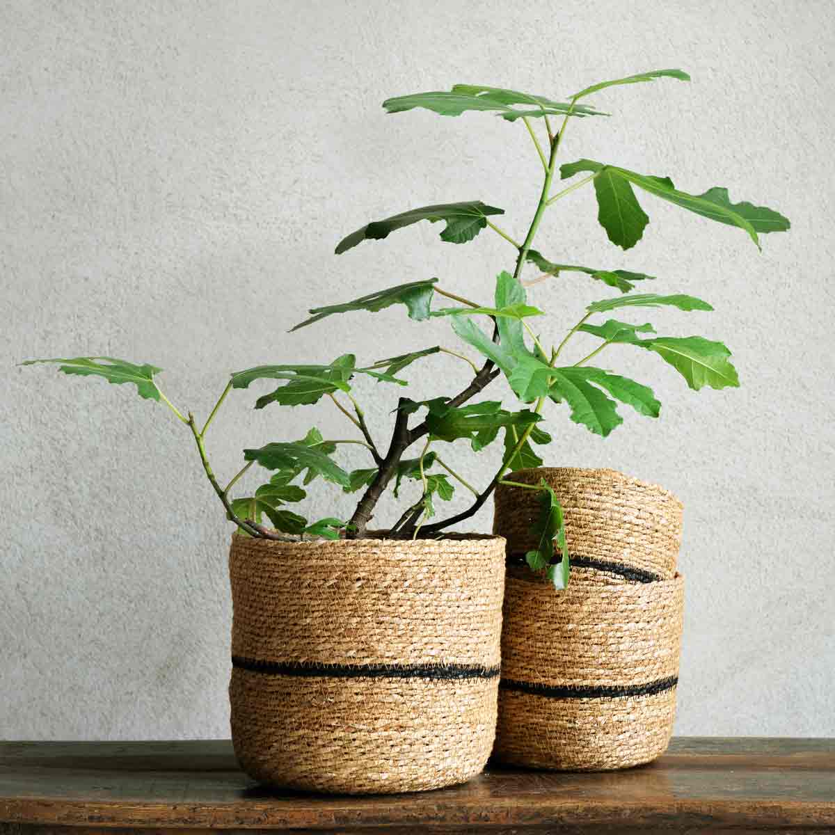 Belle-Black-Stripe-Baskets