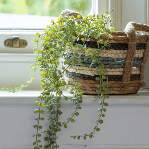 Blue Striped Storage Basket with Plant