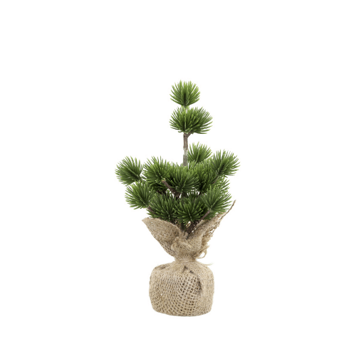 Fleur Cedar Tree - 20cm