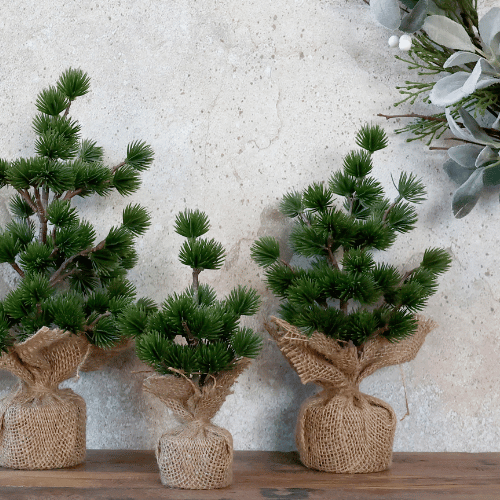 Fleur Cedar Trees in a Row