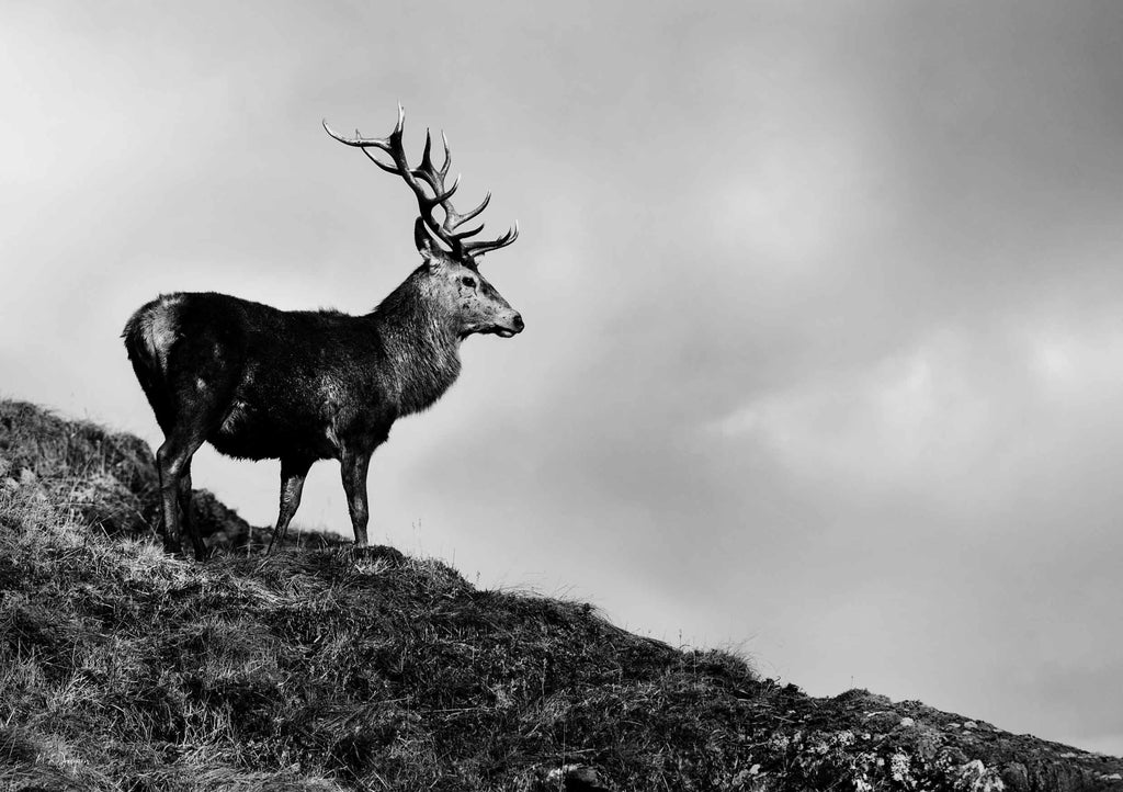Highland Stag Looking Across Landscape