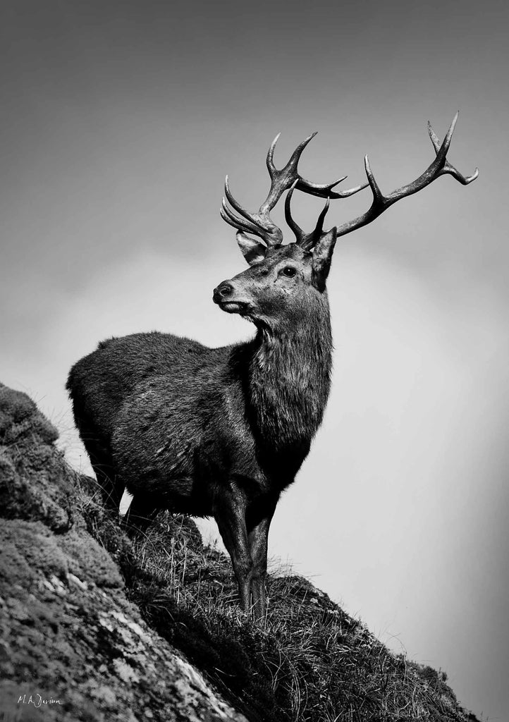 Highland Stag Looking Back