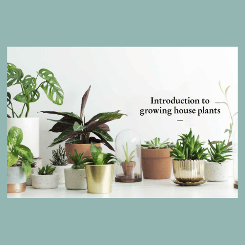 Introduction to Growing House Plants