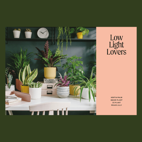 Low Light Loving Plants - Unkillable Plants