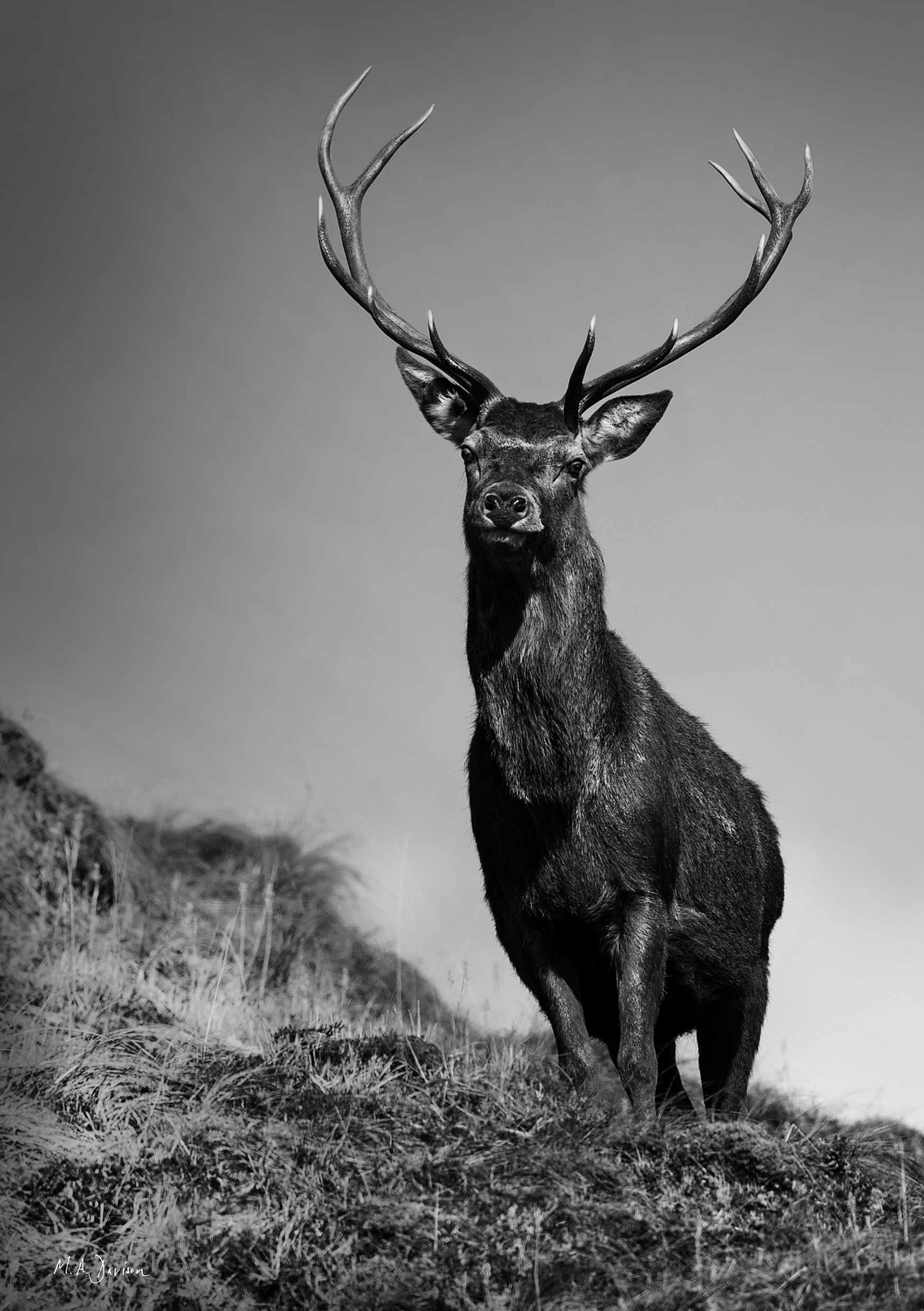 Red Stag on Hill