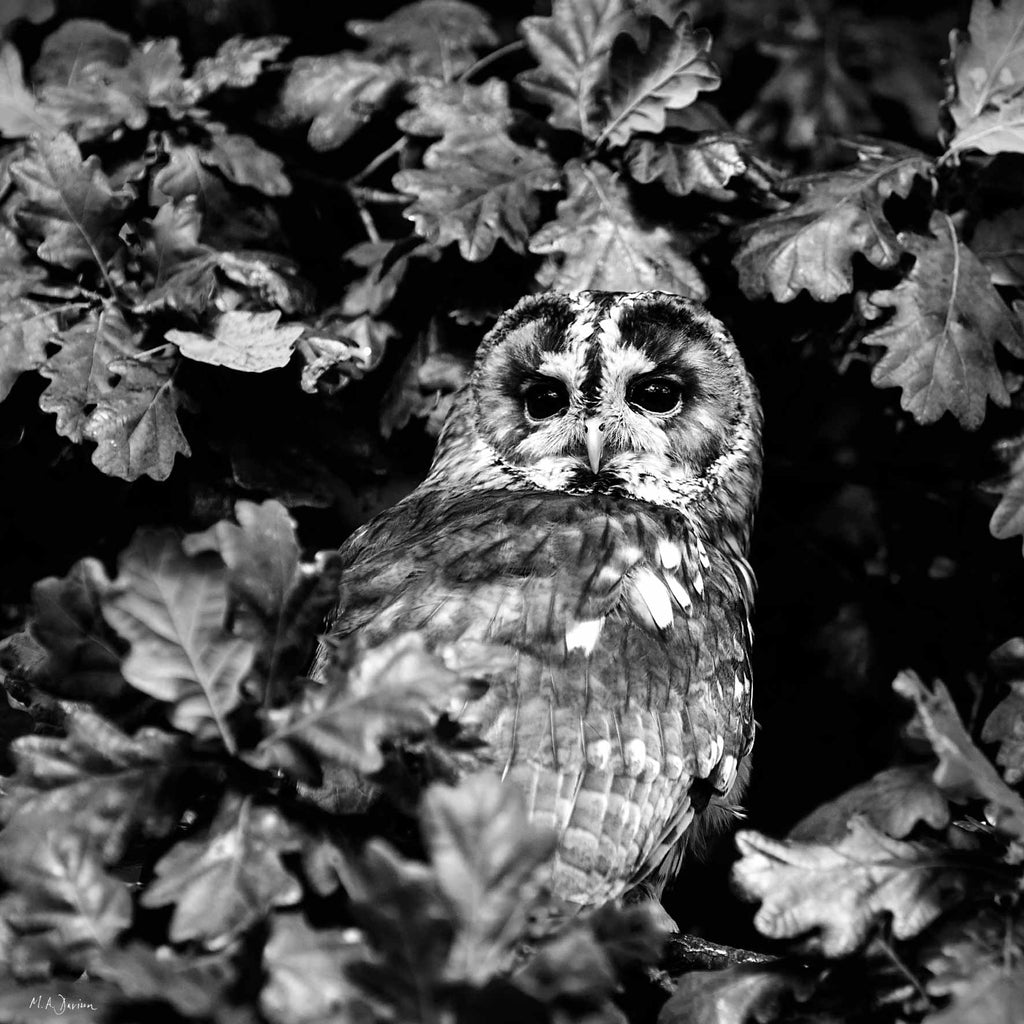 Tawny Owl Portrait in Black and White