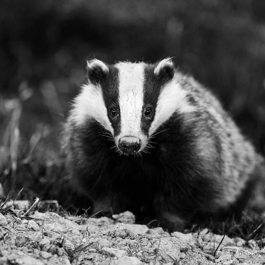 Badger - Black and White Print - Photography