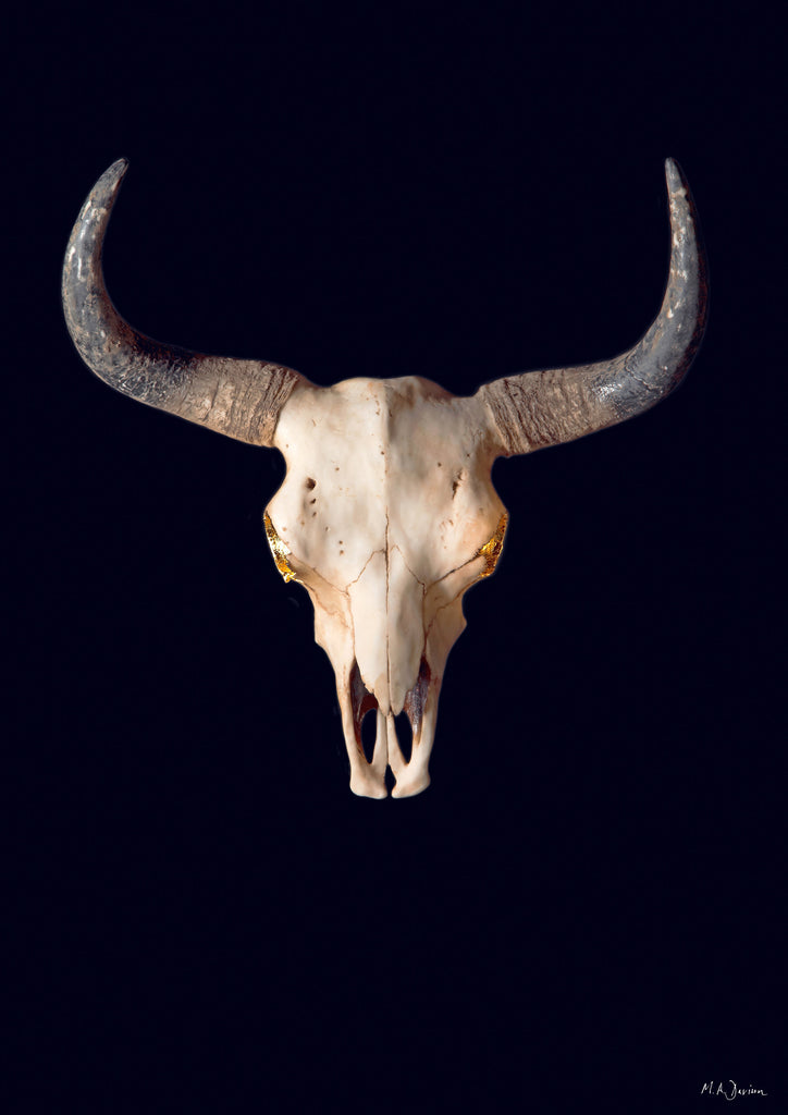 Bison Skull and Gold Leaf - Vanitas - Print - Photography