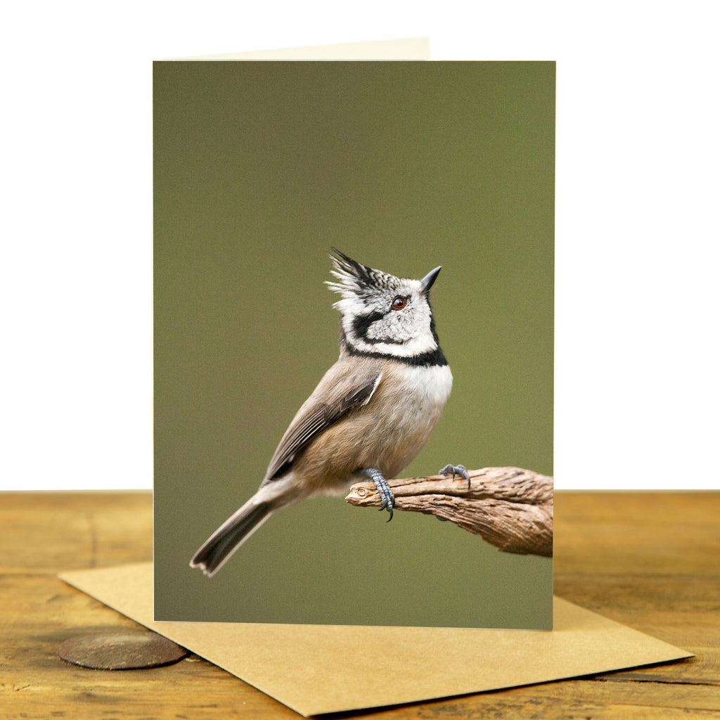 Crested Tit Greeting Card