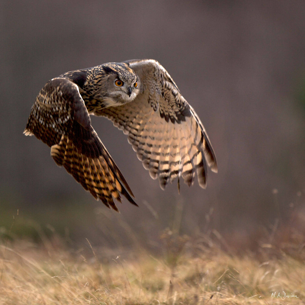 Eagle Owl - Wildlife Photography - Print