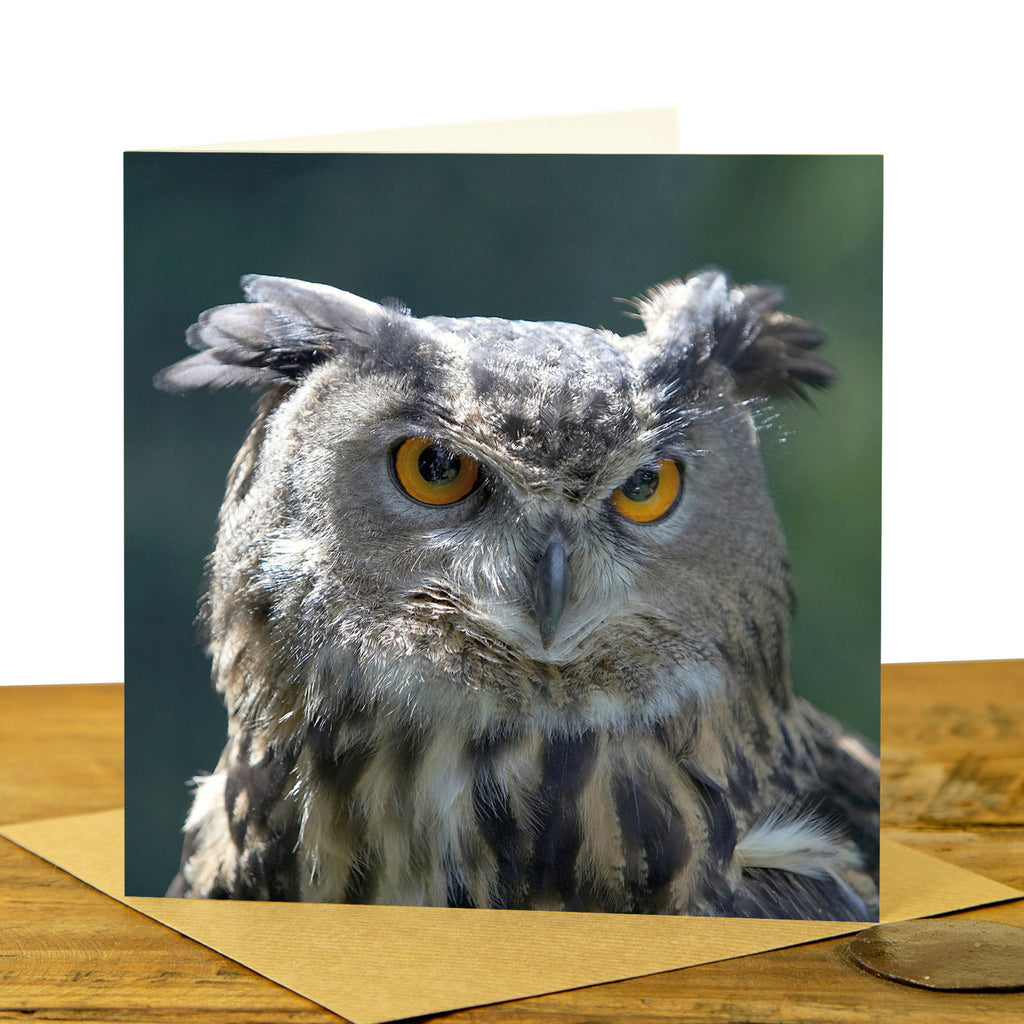 Eagle Owl Greeting Card - Eagle Owl Scowling