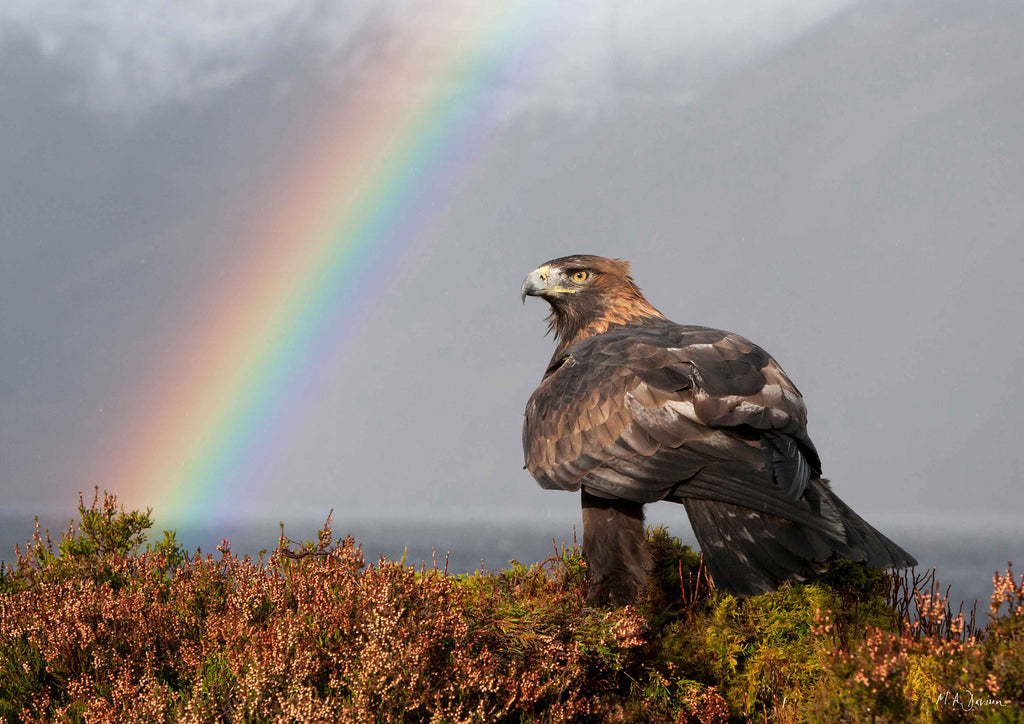 Golden Eagle and Rainbow - Wildlife Photography - Print 