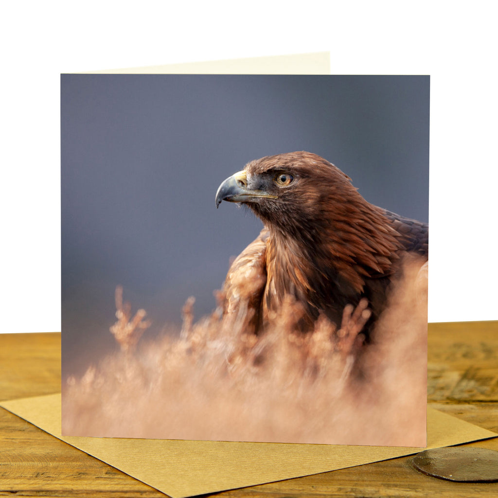 Golden Eagle Greeting Card - Golden Eagle in Heather