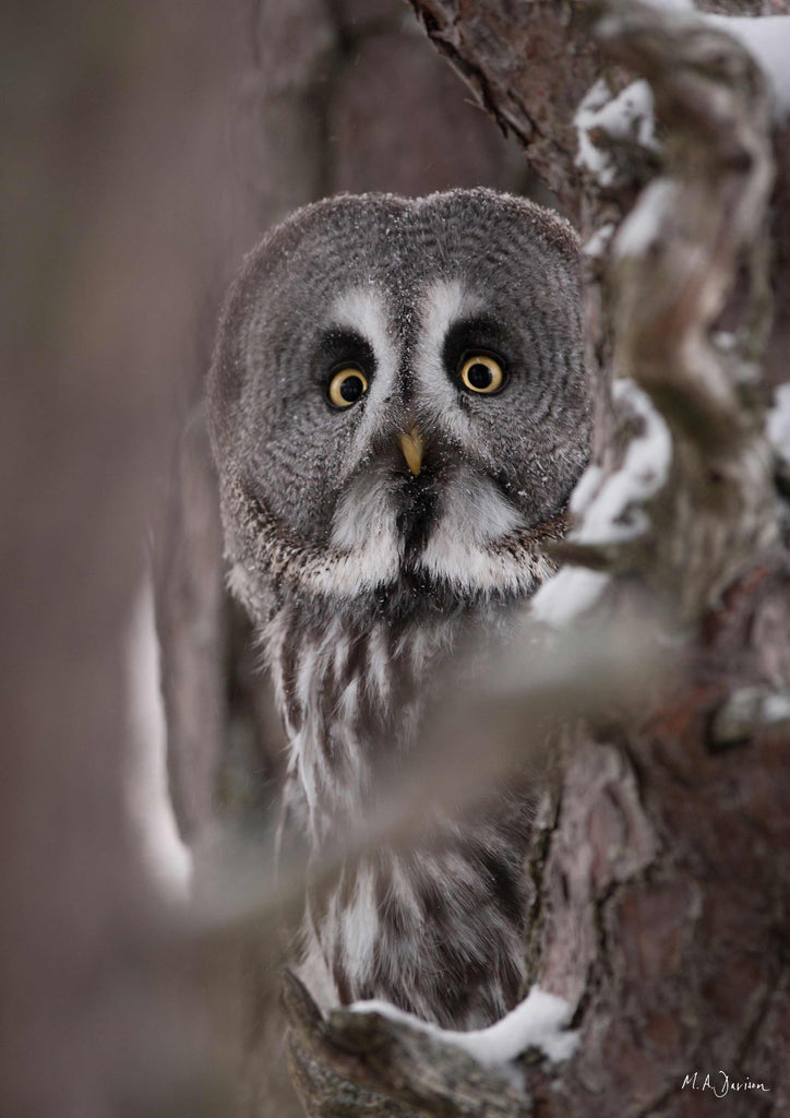 Great Grey Owl  - Wildlife Photography  - Print
