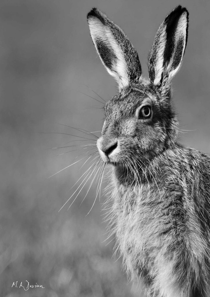 Hare Portrait - Black and White - Wildlife Photography - Print