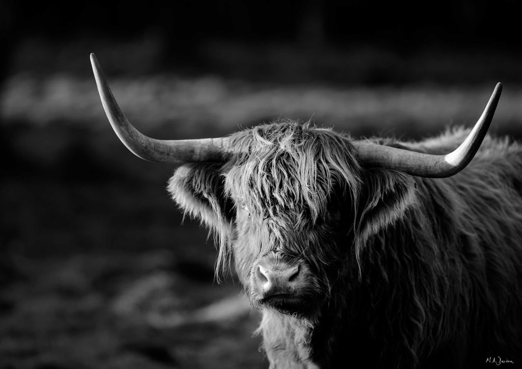 Highland Cow  - Wildlife Photography - Print - Scotland