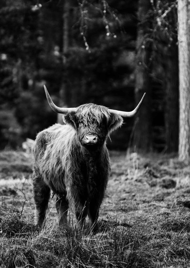 Highland Cow - Wildlife Photography - Print 