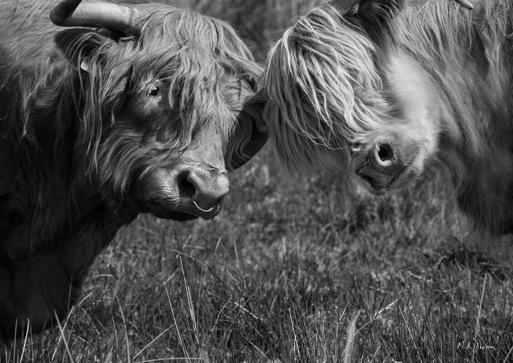 Highland Cows Head Together - Wildlife Photography - Print