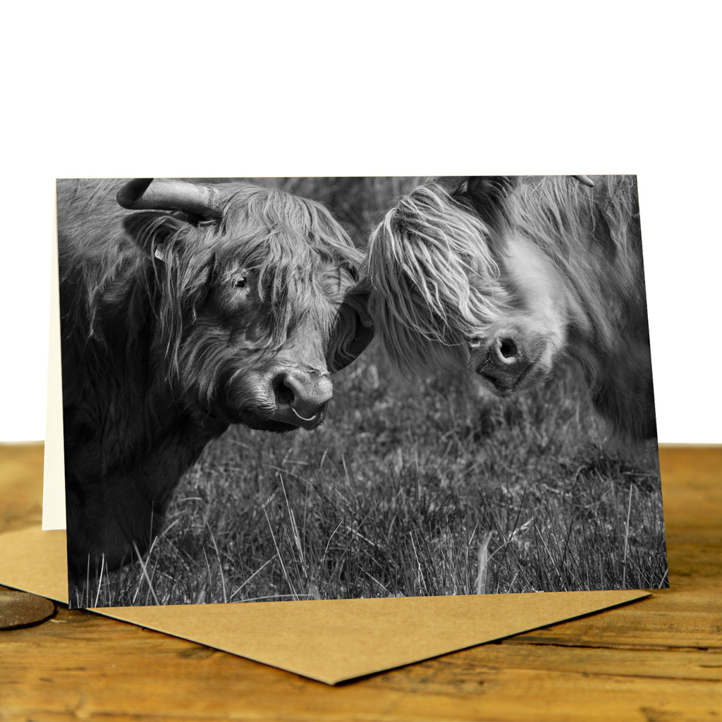 Highland Cow Greeting Card - Heads Together