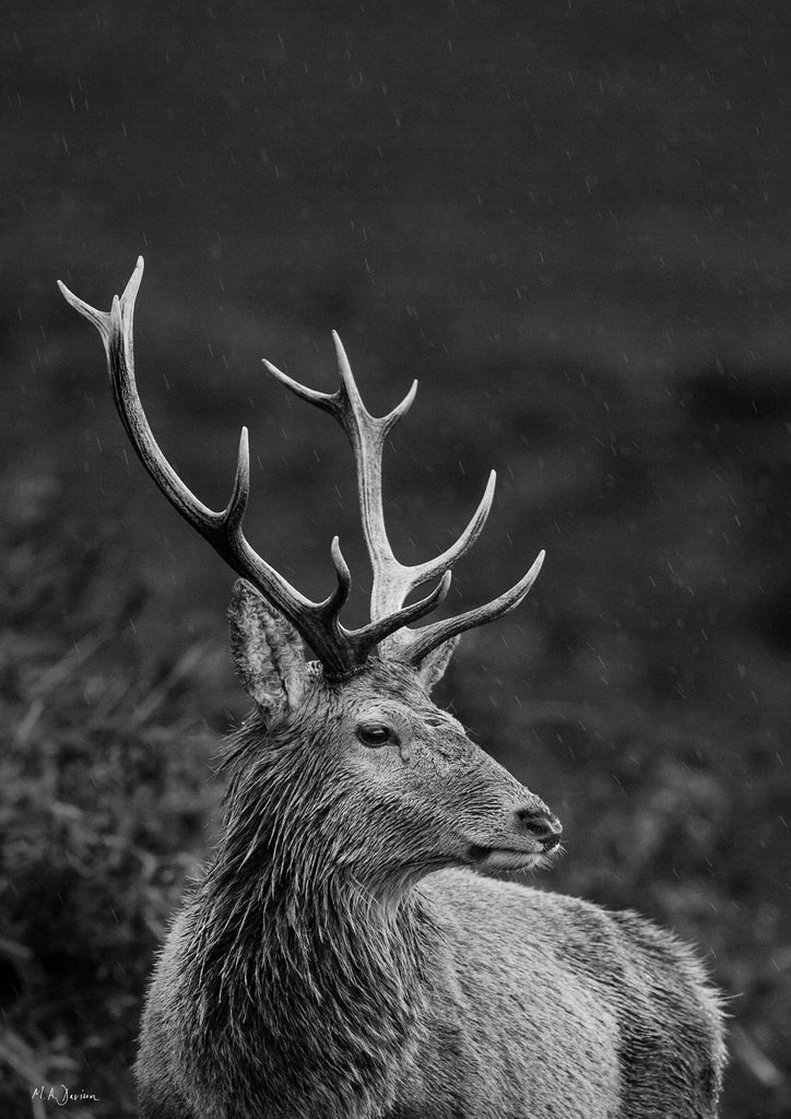 Highland Stag Portrait - Black and White - Wildlife Photography