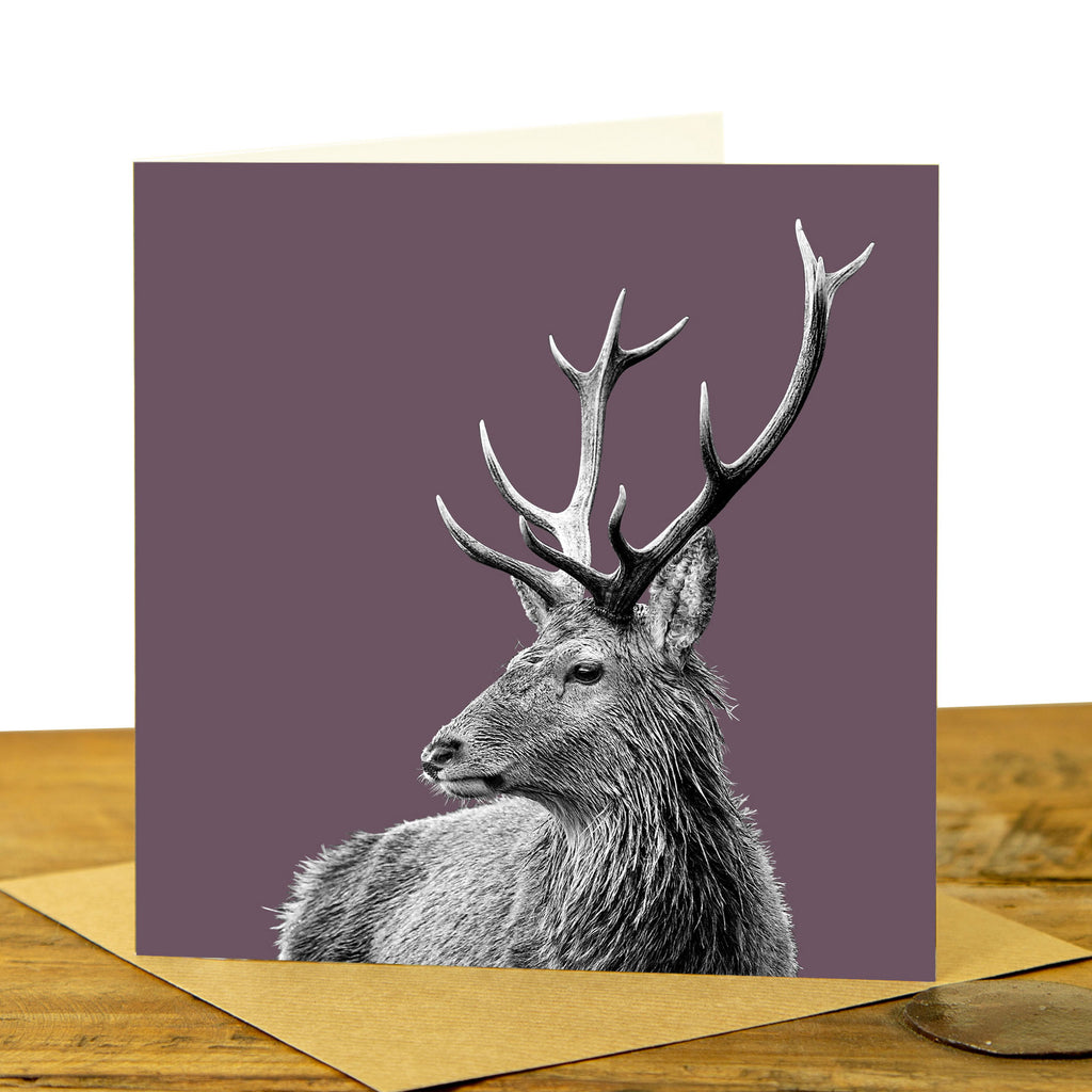 Highland Stag Greeting Card - Dusky `Pink