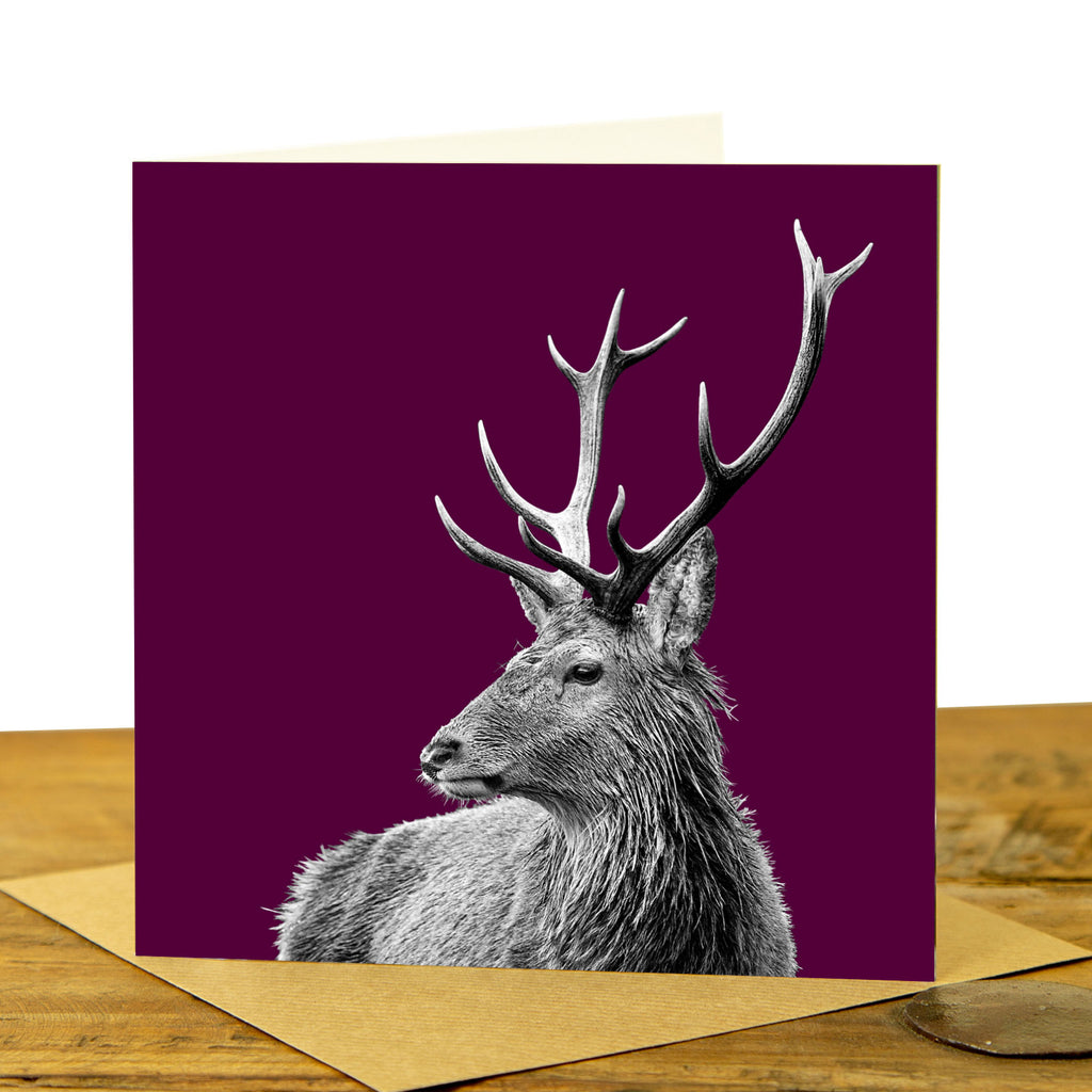 Highland Stag Greeting Card - Claret