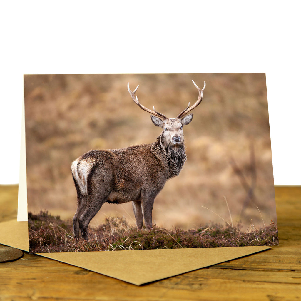 Highland stag card - Stag in the Healther