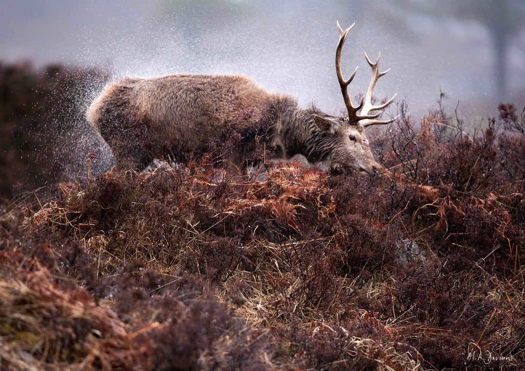 Highland Stag in the Rain - Wildlife Photography - Print
