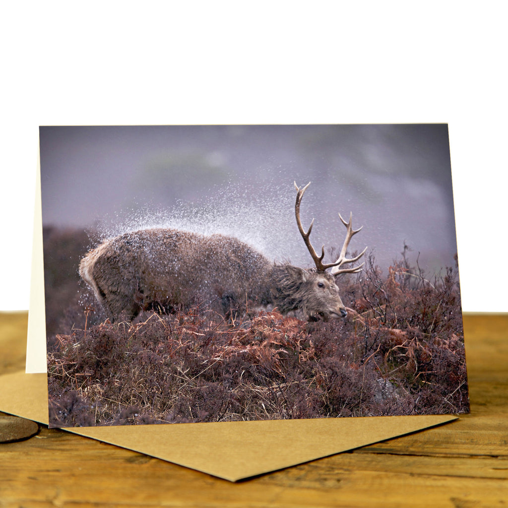 Highland Stag Card - Stag Shaking Off the Rain