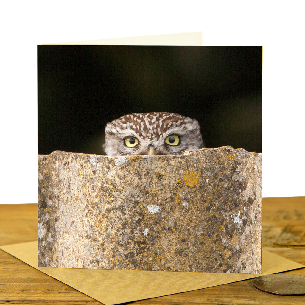 Little Owl Peeking Card - Colour 