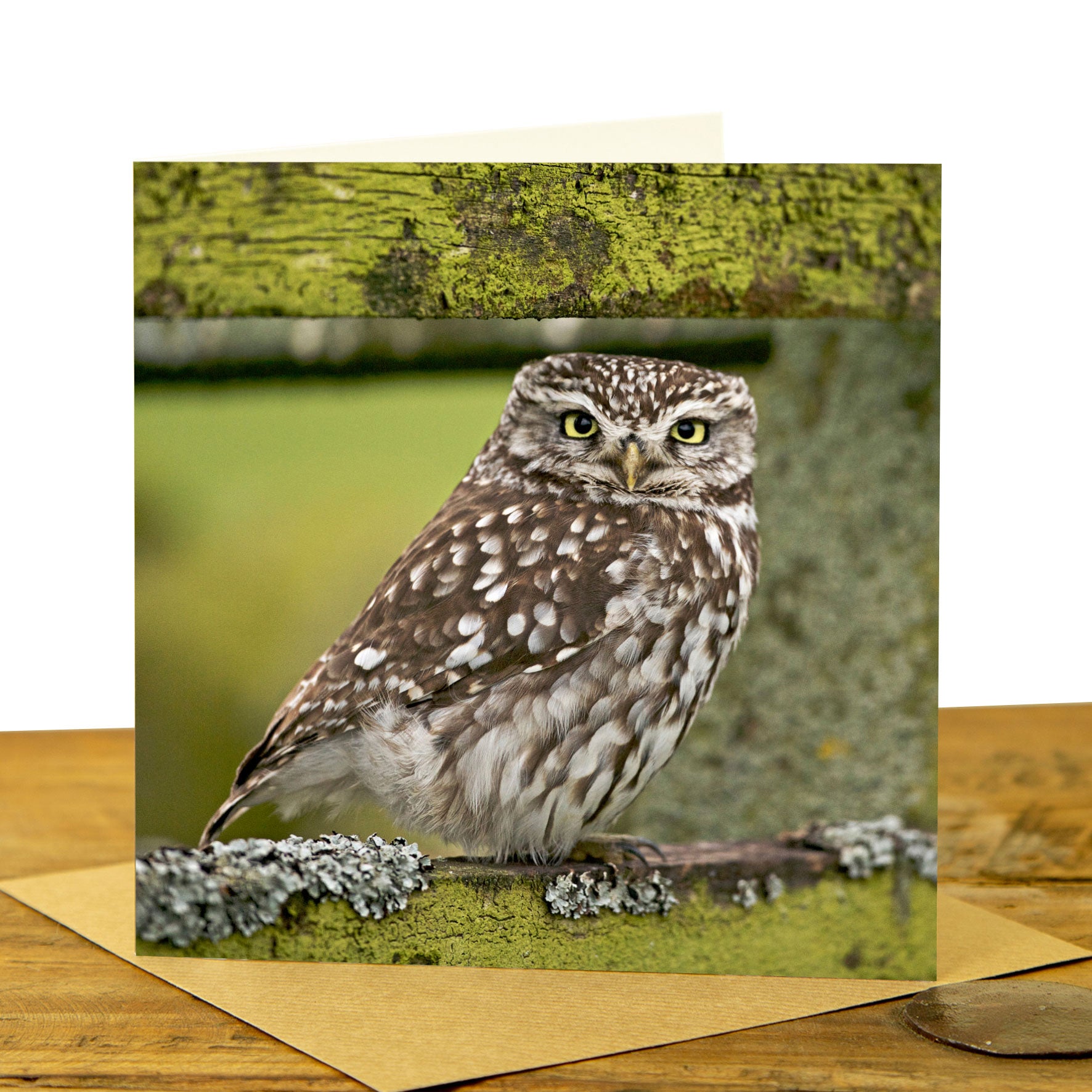 Owl Cards - Little Owl on Fence in Colour Card
