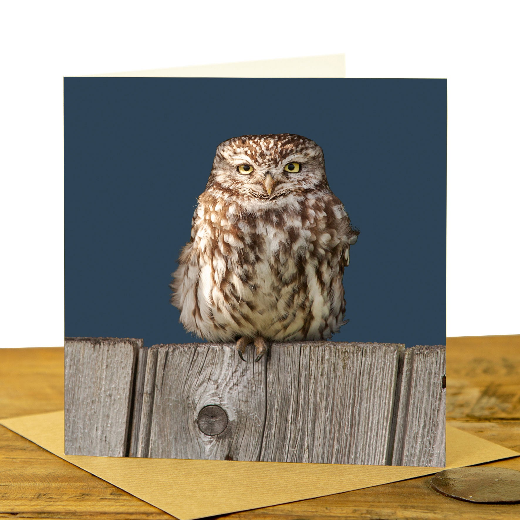 Owl Cards - Little Owl on Fence Card
