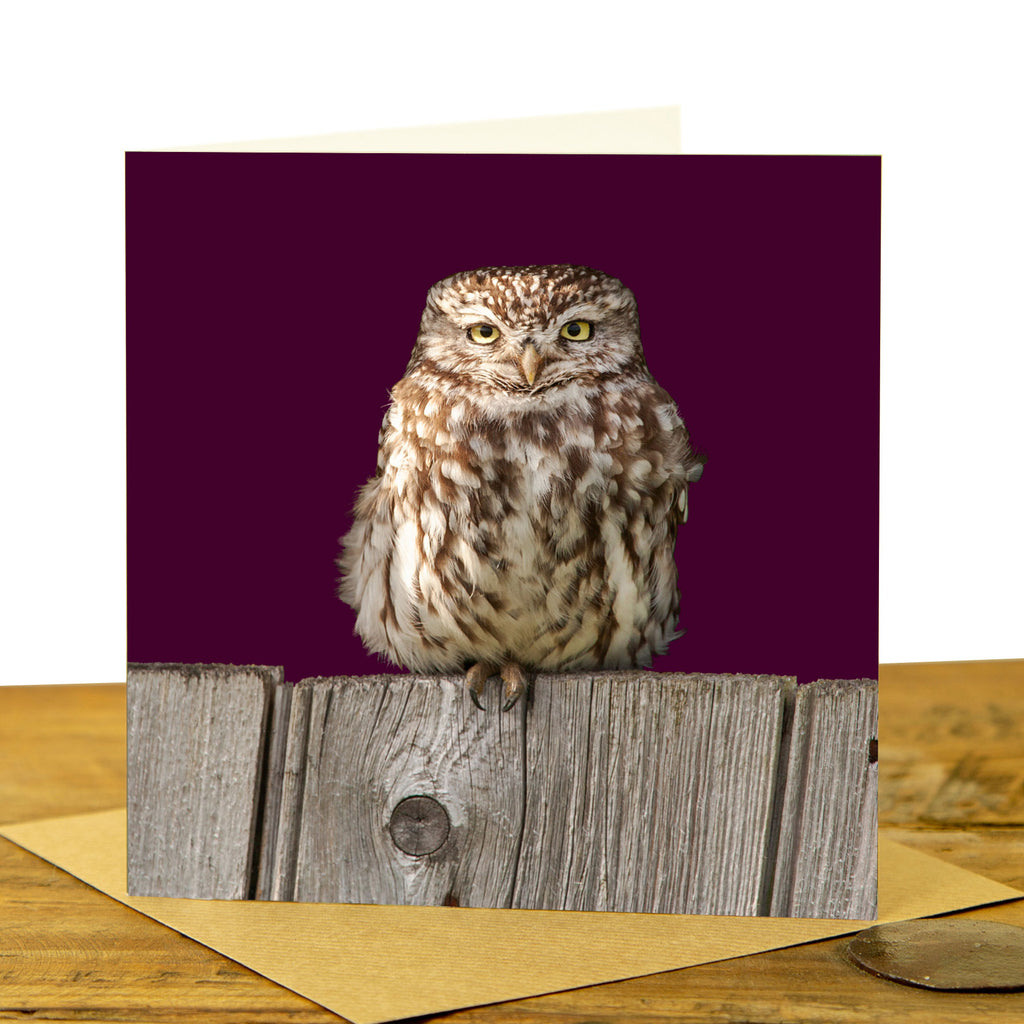 Little Owl Greeting Card - Little Owl on the Fence