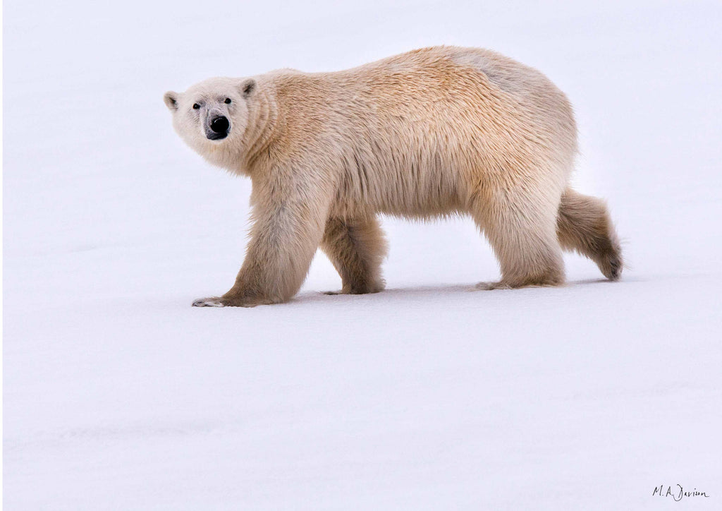 Polar Bear Print - Norway - Wildlife Photography