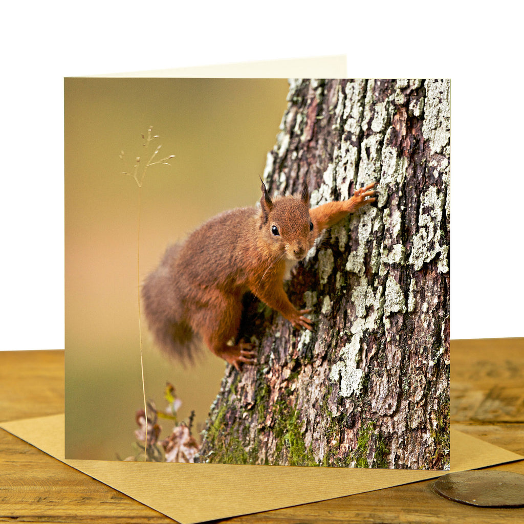 Red Squirrel Greeting Card - Squirrel on tree