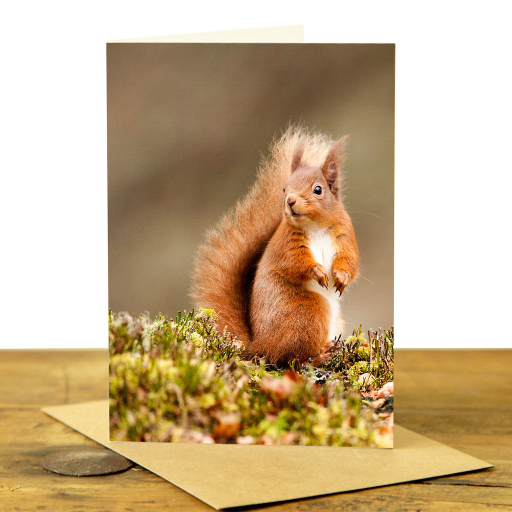 Red Squirrel Card - Red Squirrel on the Ground