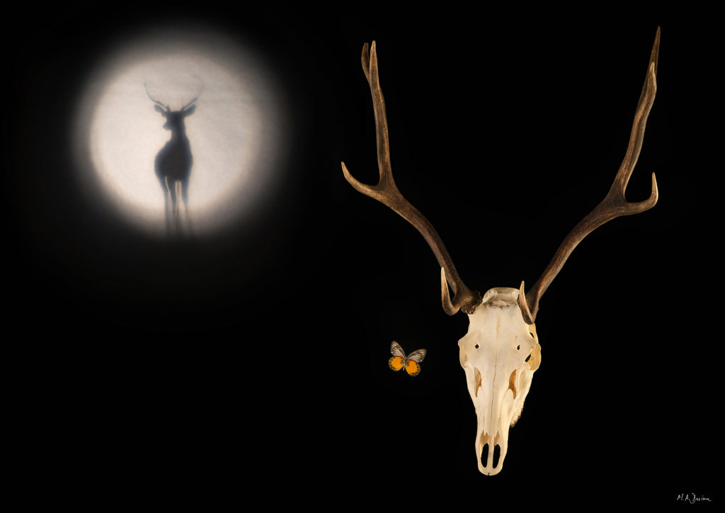 Stag Skull, Moon and Butterfly - Vanitas Photography