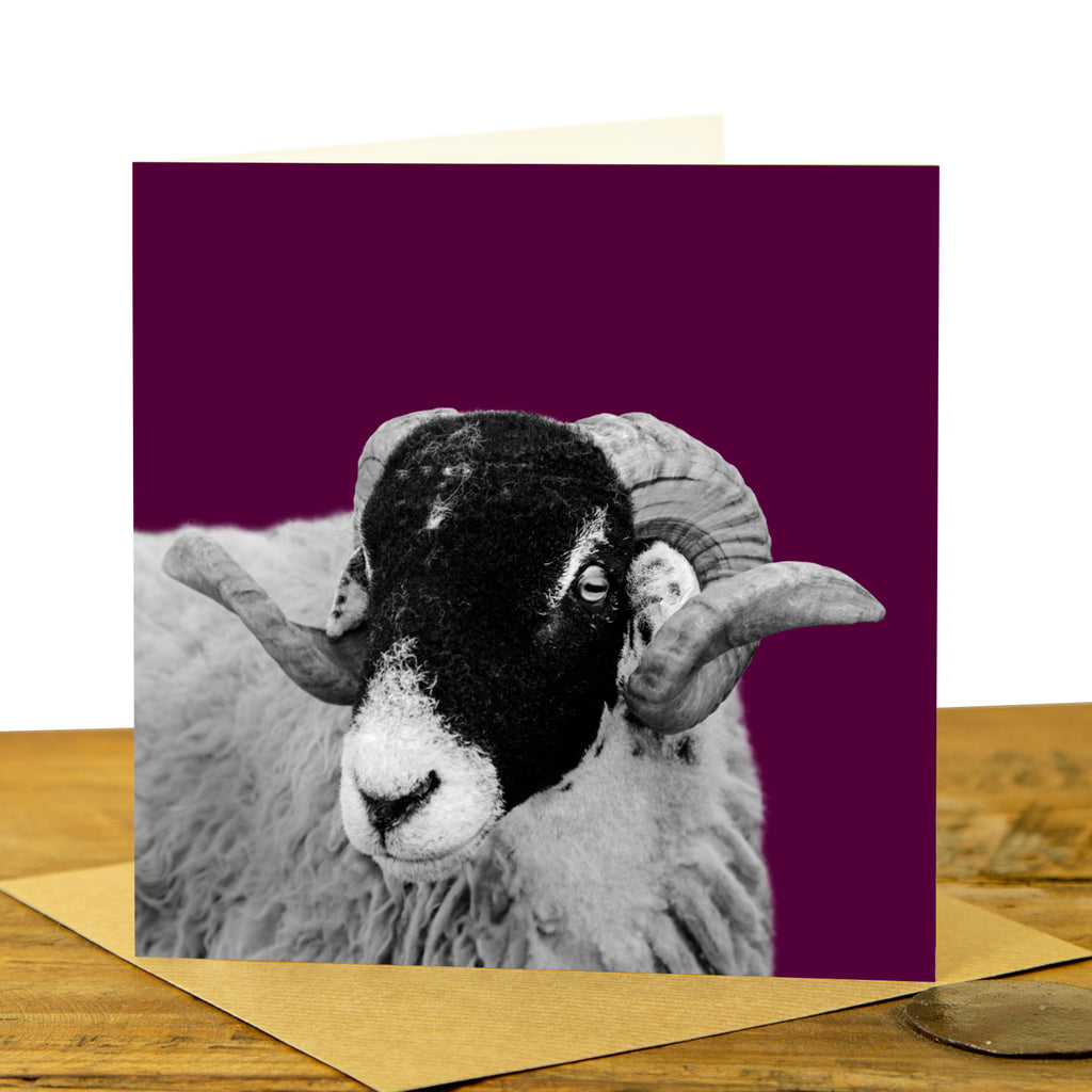Swaledale Sheep Card - Claret