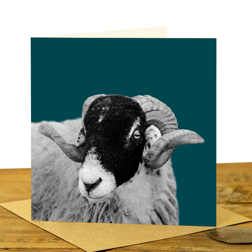 Swaledale Sheep Card - Teal