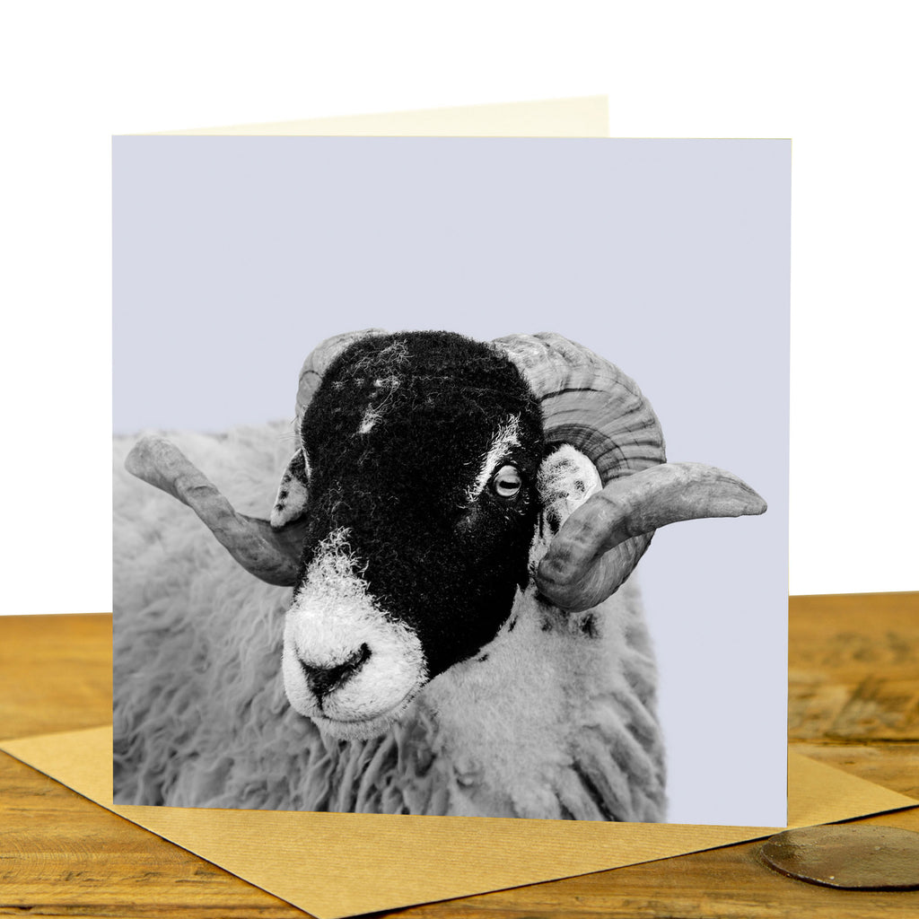 Swaledale Sheep Card - Pale Lavender