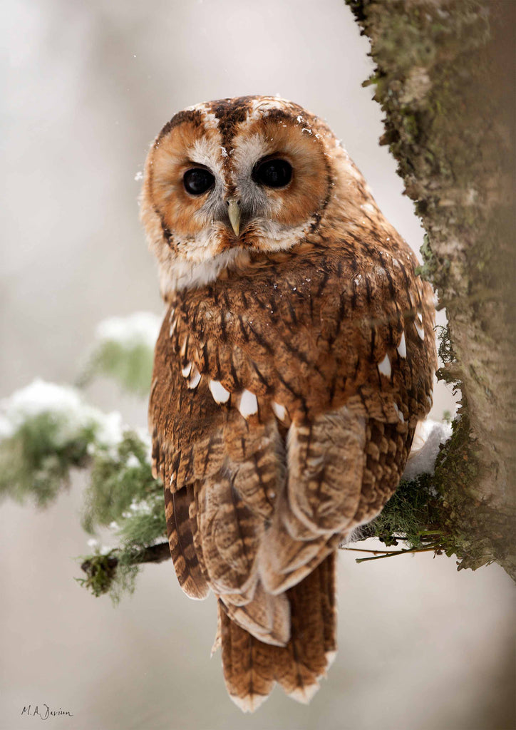 Tawny Owl Looking Back - Wildlife Photography  - Print